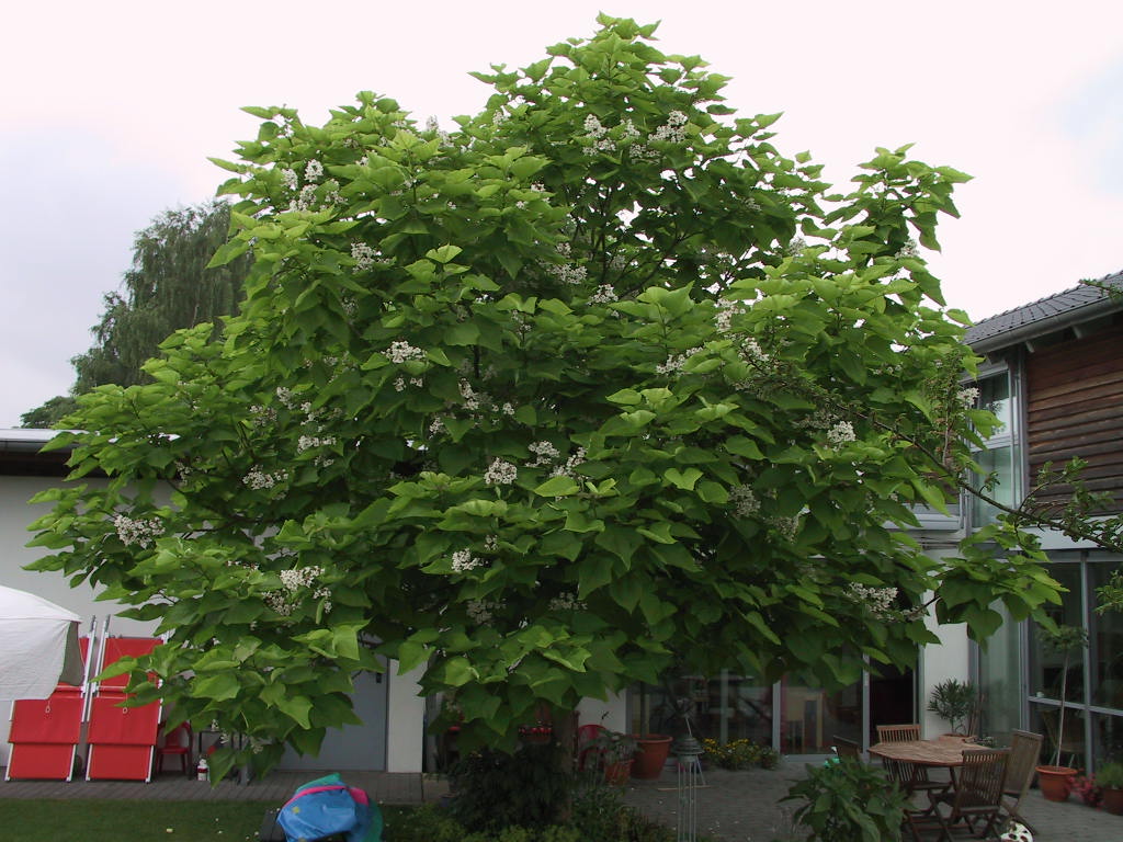 Catalpa bignonioides - Baum 05.jpg